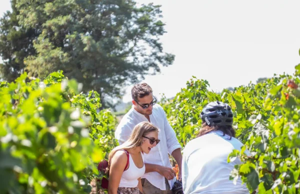 Heli Wine - Bidasoa Hotel - Image 4