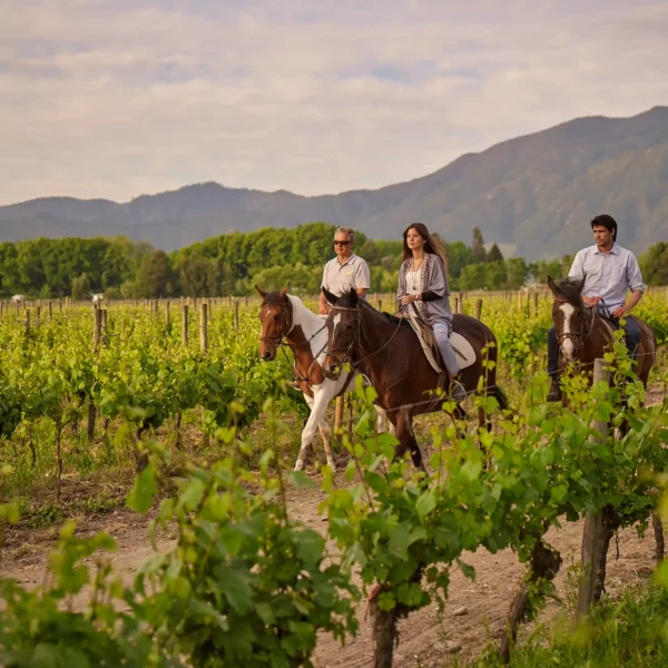 Heli Wine - W Hotel - Image 3